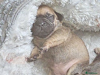 French Bulldog dogs Gorgeous french bulldogs - Advert 7