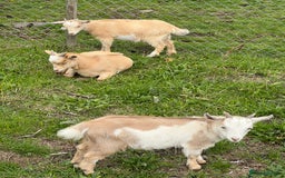Goats livestock for sale: Friendly female Pygmy goat kid - Image 3