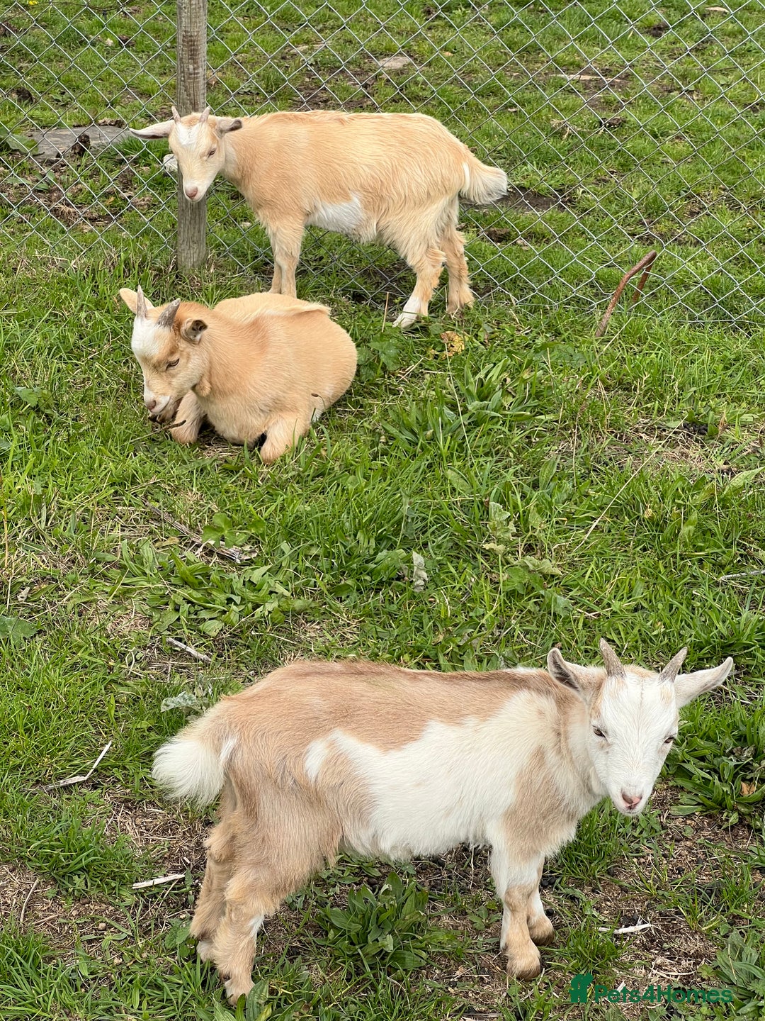 Goats livestock for sale: Friendly female Pygmy goat kid - Image 3