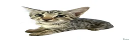 Bengal cats for sale: Stunning Snow Sepia Bengal x Savannah Kitten  - Advert 18