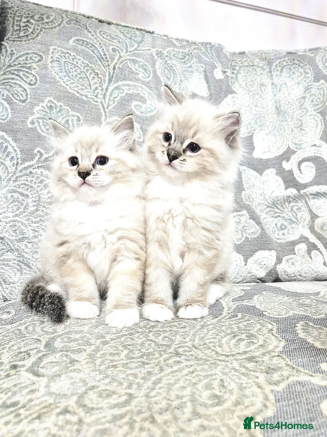 Ragdoll cats for sale: Purebred Ragdoll Kittens - final litter - Advert 1