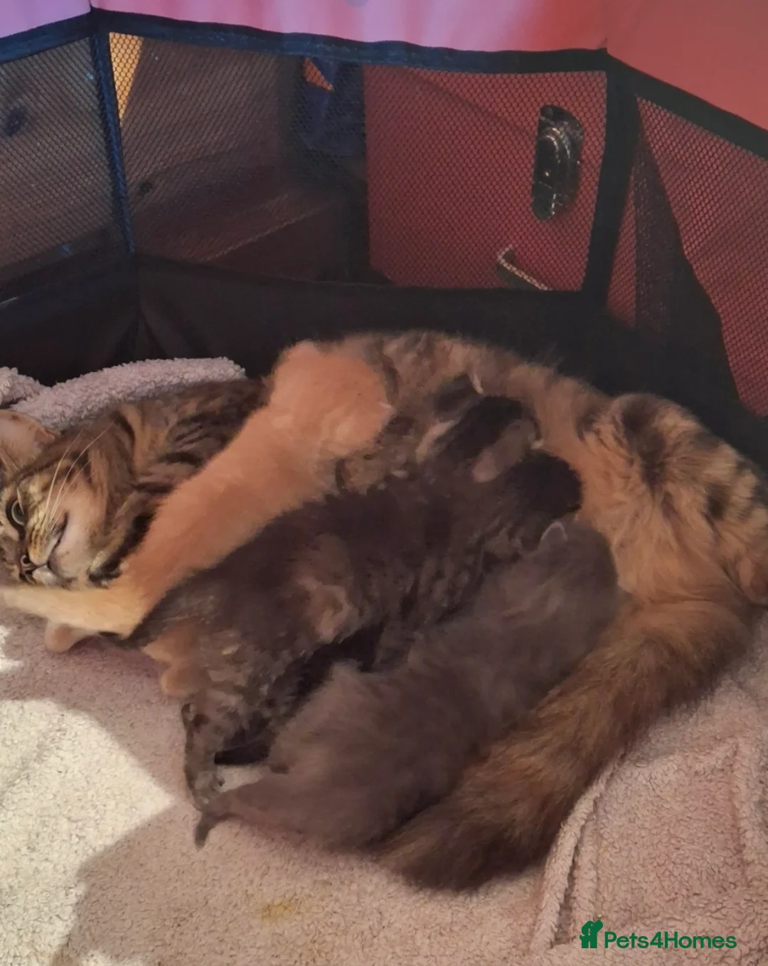 Mixed Breed cats for sale: Female kitten in Ipswich - Advert 6