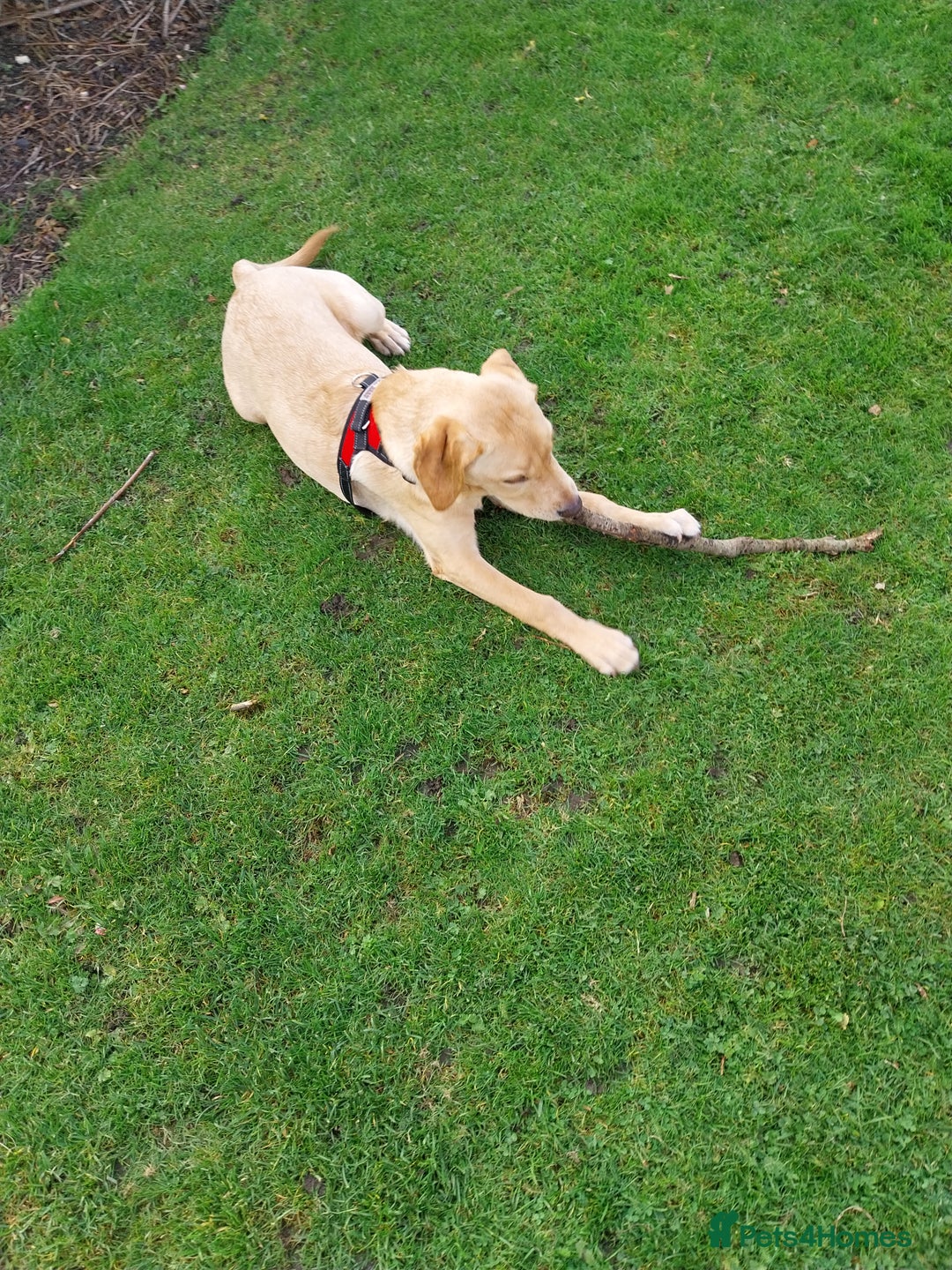 Labrador Retriever dogs for sale: Red fox/fawn Labrador 7 month old  - Advert 3