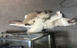 Ragdoll cats for sale: ragdoll kittens - Image 5