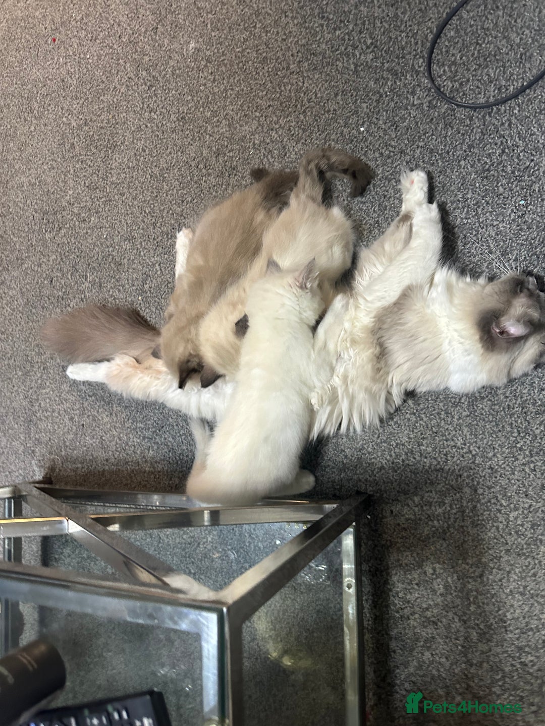 Ragdoll cats for sale: ragdoll kittens - Image 5