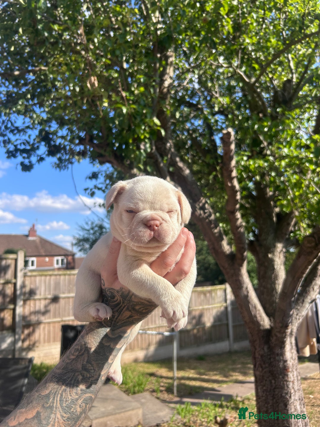 French Bulldog dogs for sale: Litter of KC Registered French bulldog pups.  - Image 18