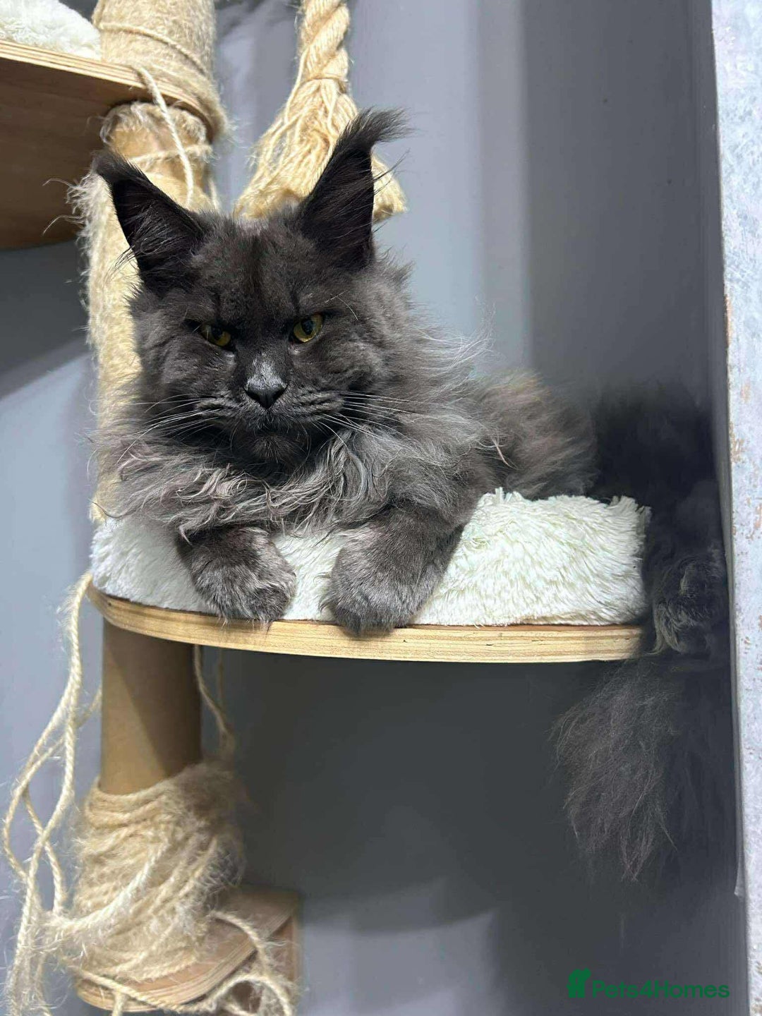 Maine Coon cats for sale: Maine Coon kitten  - Advert 5