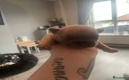 French Bulldog dogs for sale: 9 Day old French Bulldog Puppies - Image 17