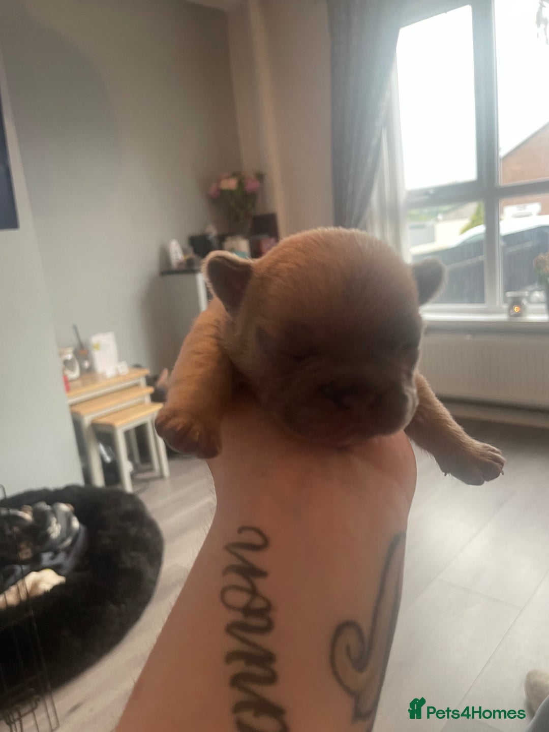 French Bulldog dogs for sale: 9 Day old French Bulldog Puppies - Image 17