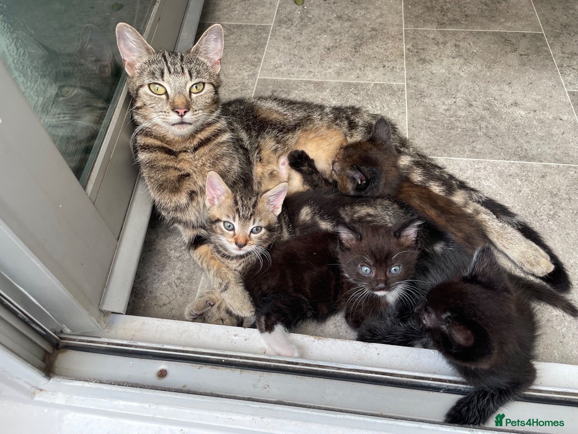 Mixed Breed cats Gorgeous mixed kittens - Advert 10