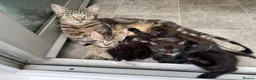 Mixed Breed cats for sale: Gorgeous mixed kittens - Advert 1