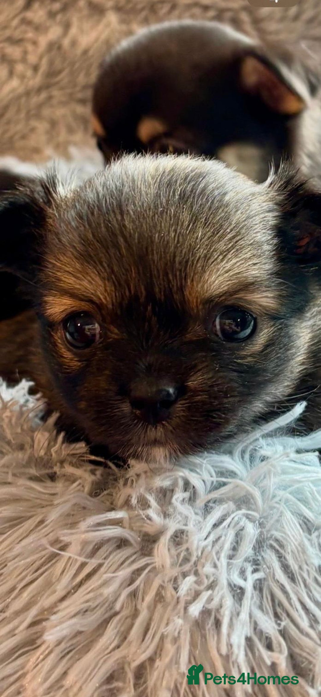 Chihuahua dogs for sale: Pure Breed Chihuahua  - Image 9