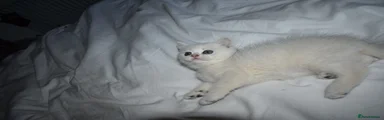 British Shorthair Kitten 2