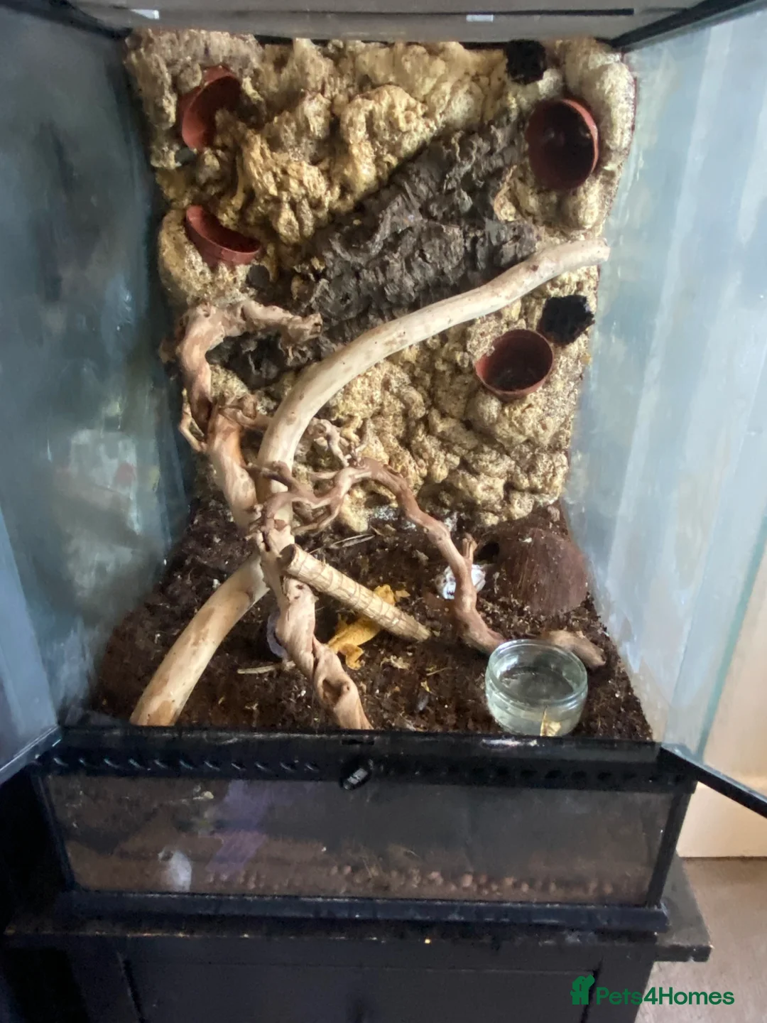 Gecko reptiles for sale: Large exo terra and male crested gekko   in Chatham - Advert 6