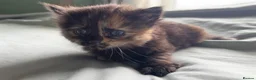 Mixed Breed cats for sale: Five gorgeous kittens for sale  - Advert 10