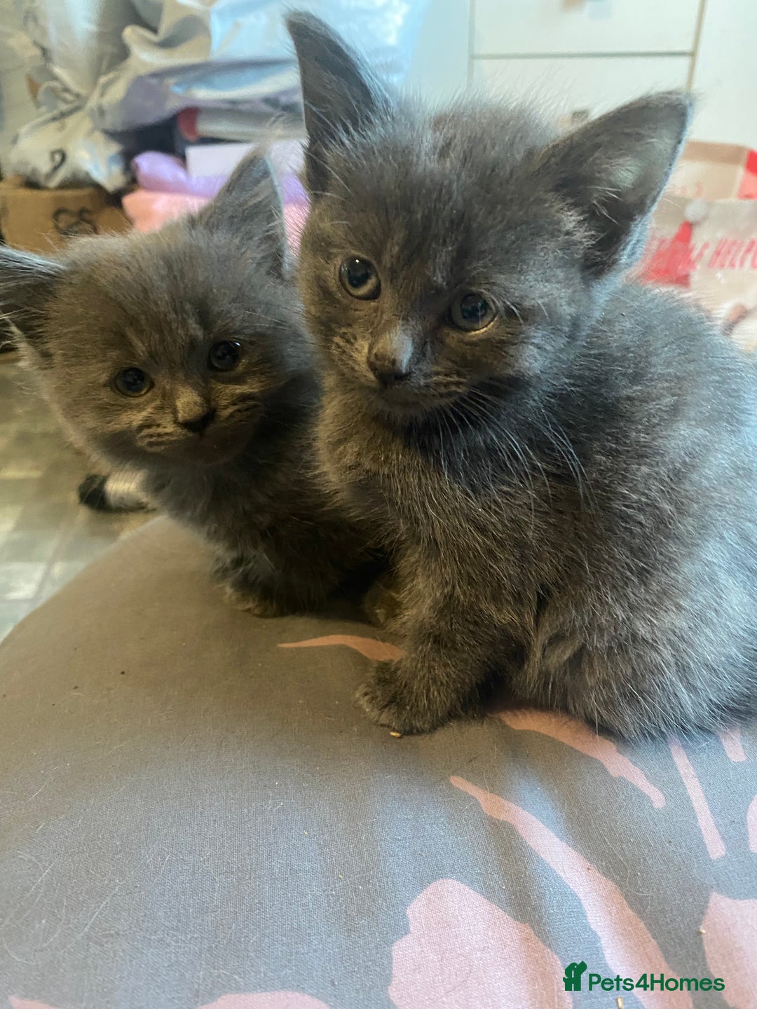 Mixed Breed cats for sale: 3 beautiful ragdoll cross British shorthair - Advert 7