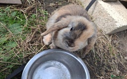 Mini Lop rabbits for sale: Beautiful Baby Mini Lops for sale - Image 9
