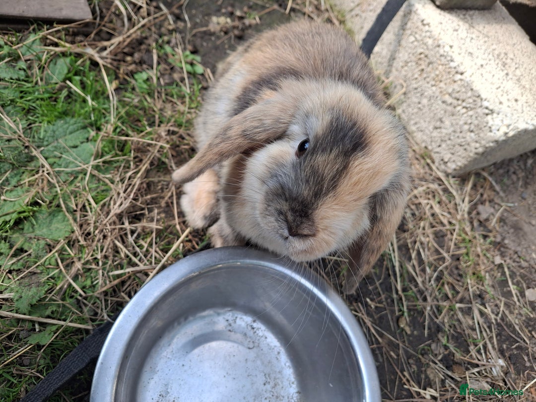 Mini Lop rabbits for sale: Beautiful Baby Mini Lops for sale - Image 9