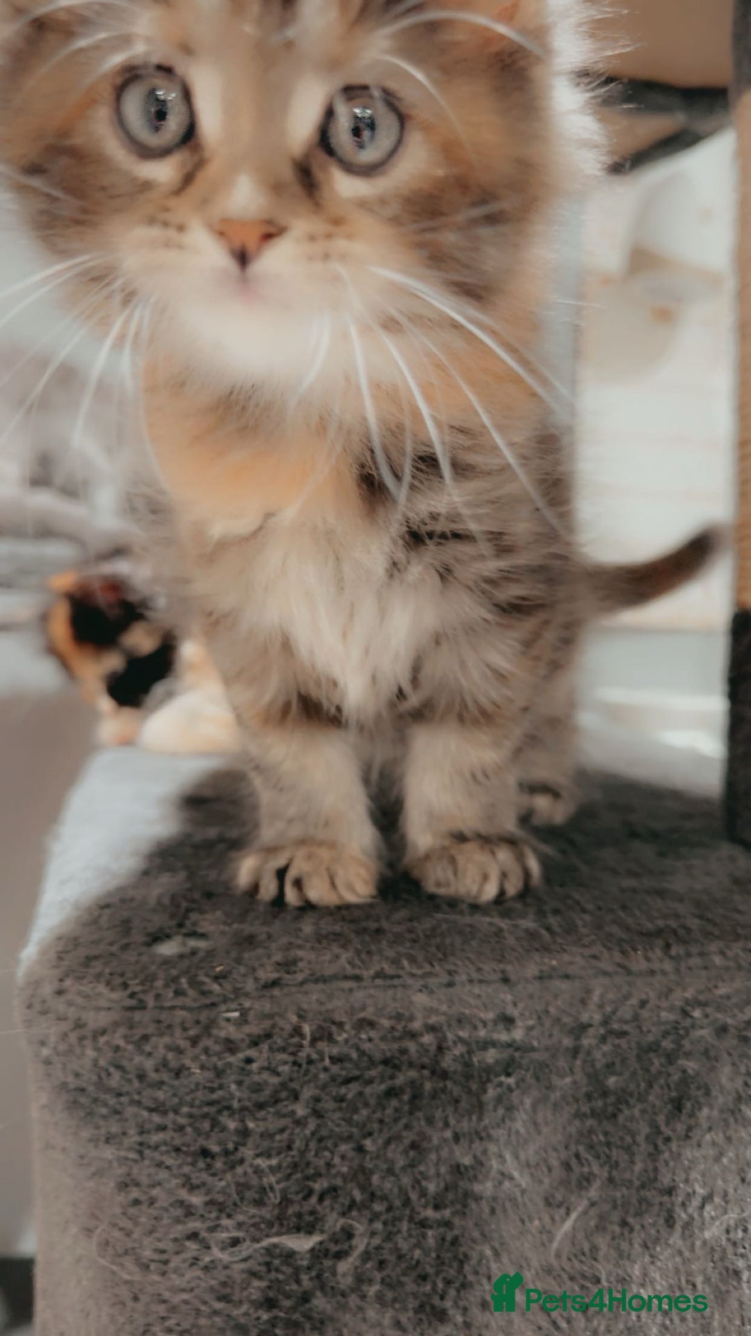 Maine Coon cats for sale: Kittens Available  - Image 6