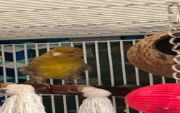 Canaries birds for sale: To sale :Canary &zebra finch  - Image 3