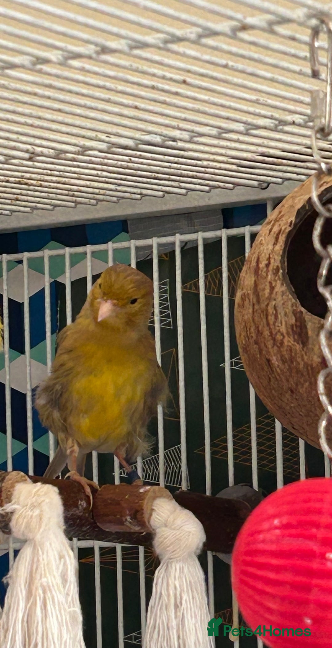 Canaries birds for sale: To sale :Canary &zebra finch  - Image 3