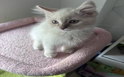 Ragdoll cats for sale:  Last two pure Ragdolls ready now reduced price - Image 17