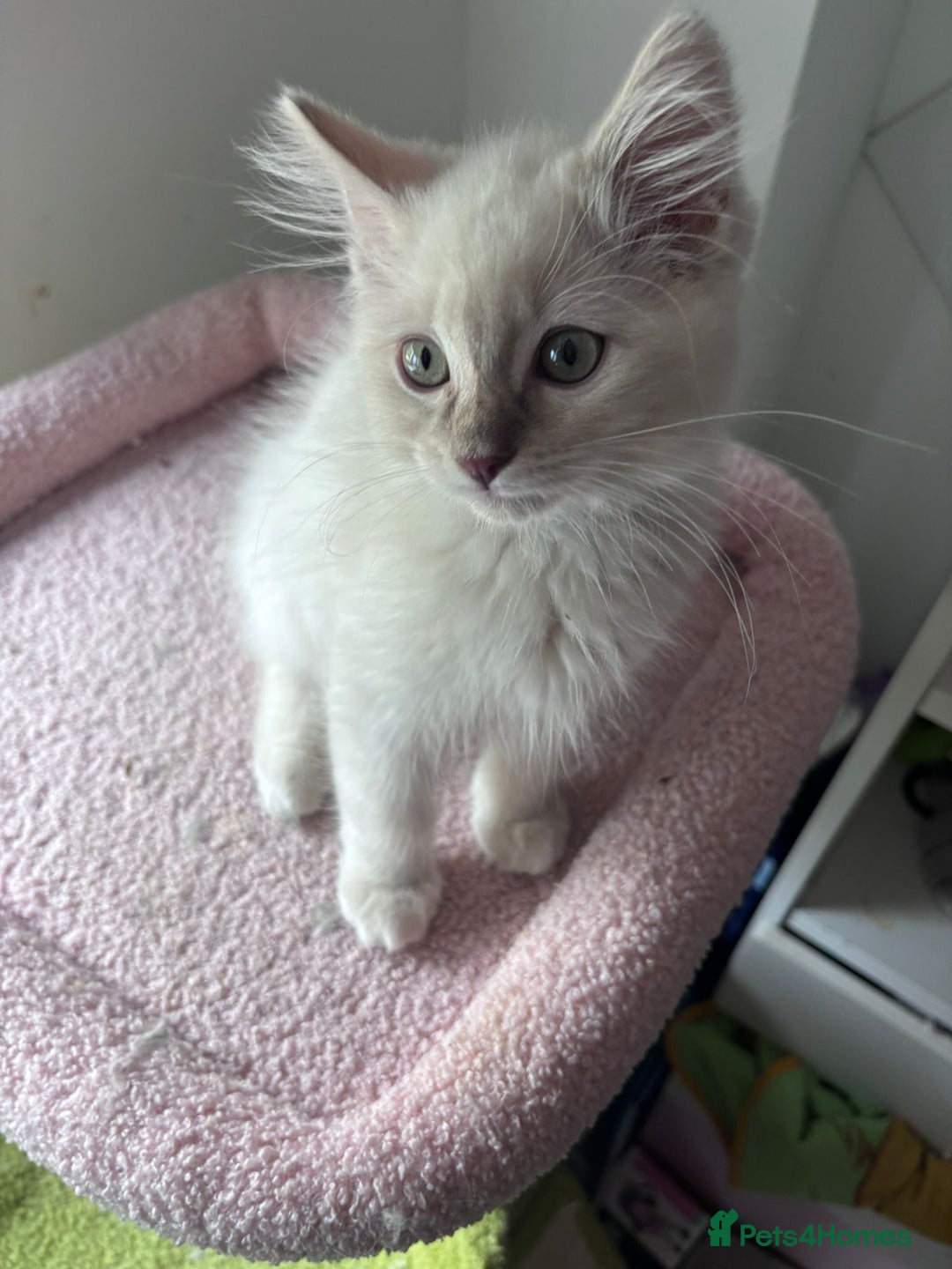 Ragdoll cats for sale:  Last two pure Ragdolls ready now reduced price - Image 17