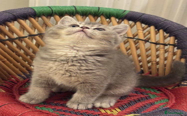 British Shorthair cats - Advert 7