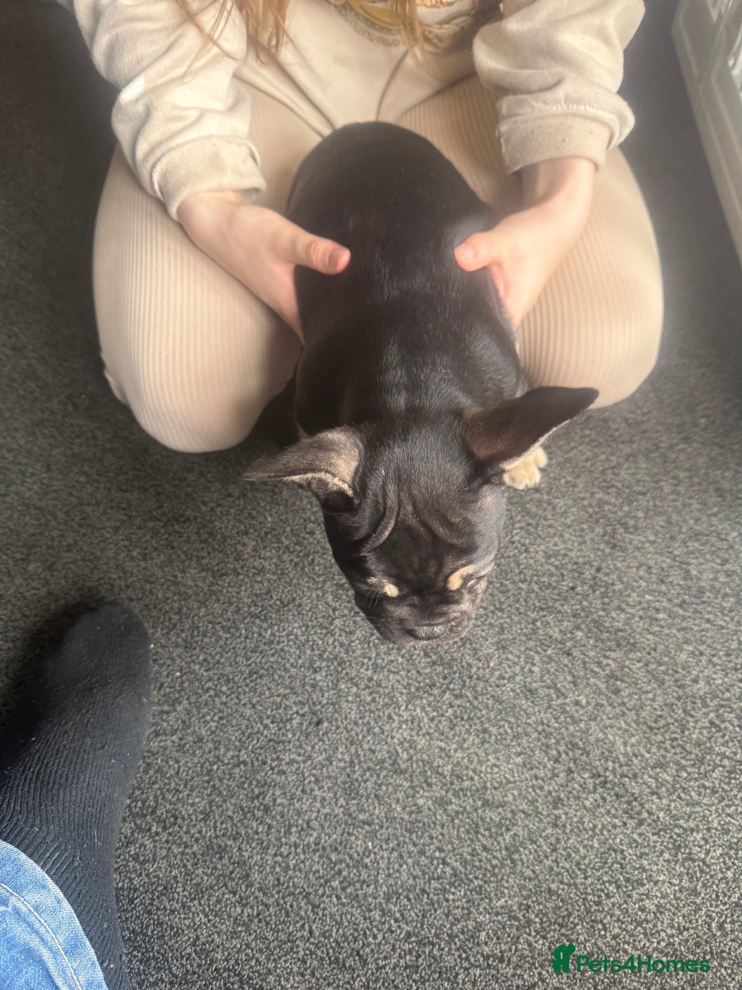 French Bulldog dogs for sale: French bulldog puppies - Image 11