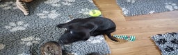 Labrador Retriever dogs for sale: MALE BLACK LABRADOR PUPPY FOR SALE  - Advert 1