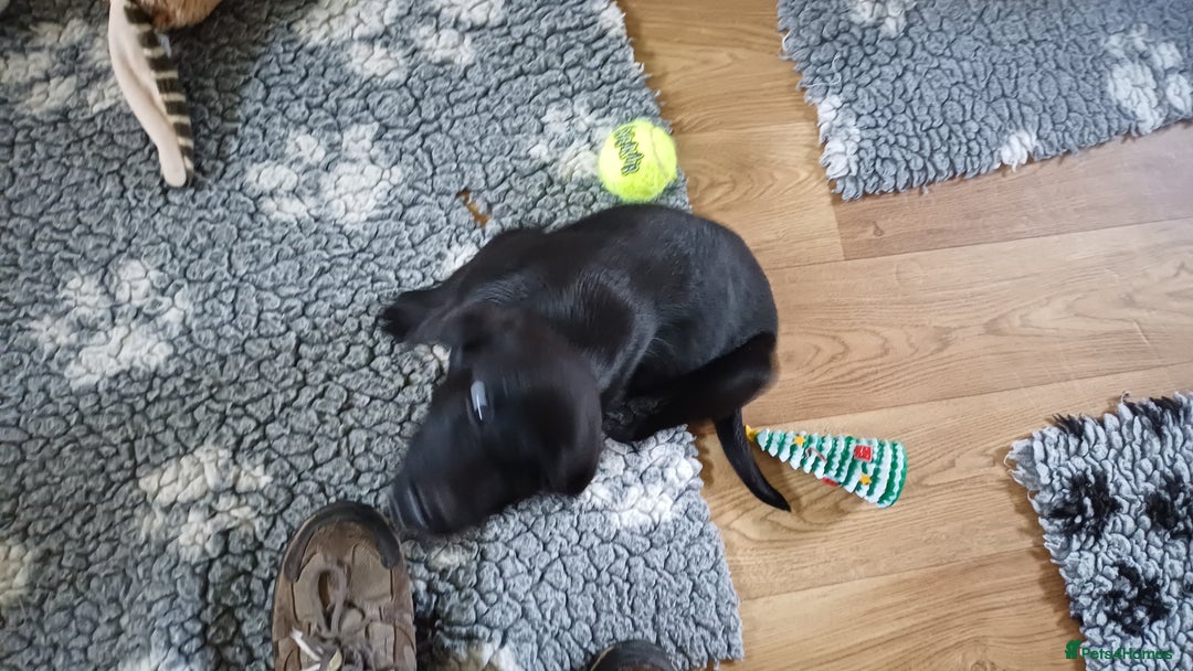 Labrador Retriever dogs for sale: MALE BLACK LABRADOR PUPPY FOR SALE  - Advert 1