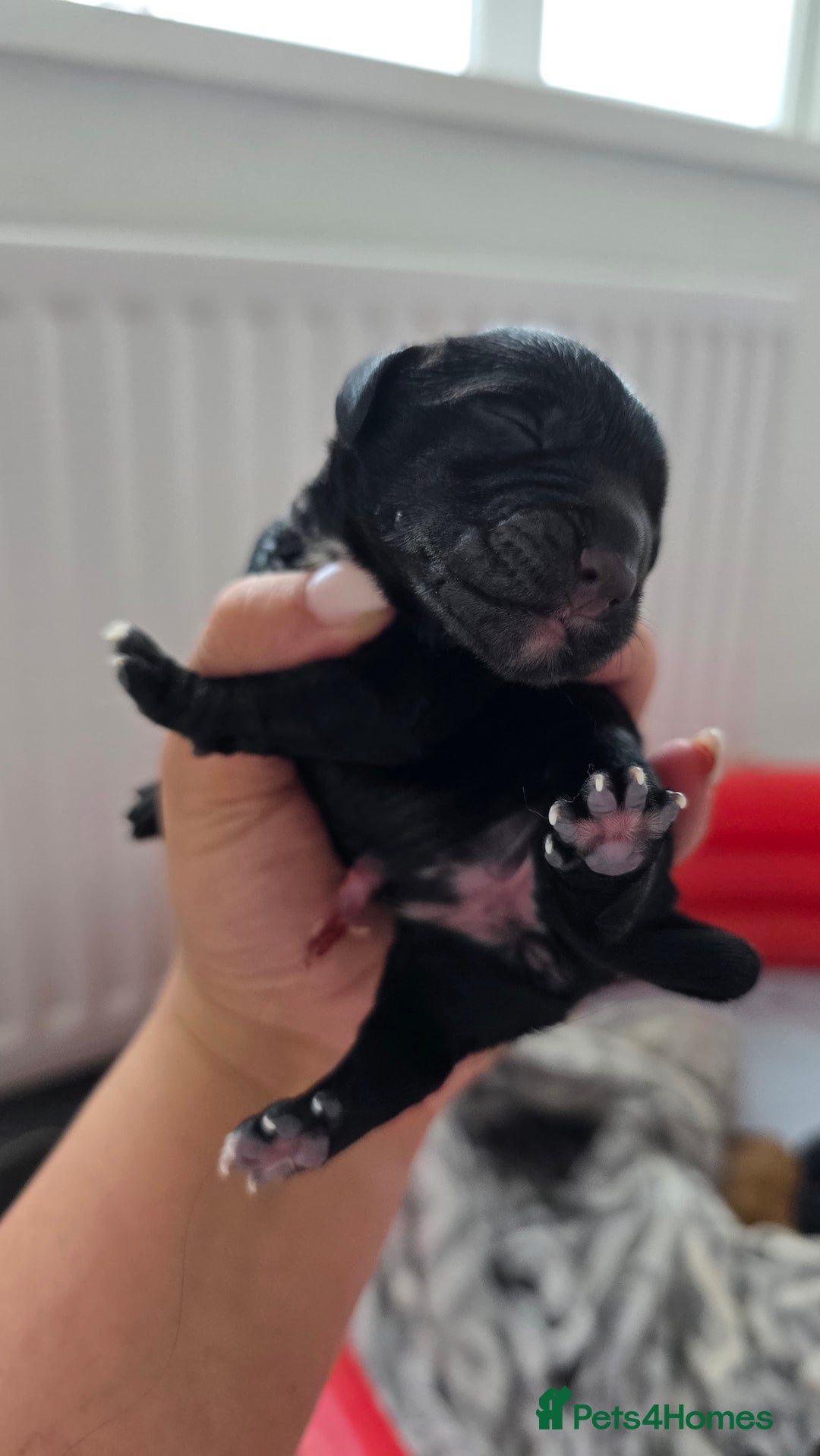 Cocker Spaniel dogs for sale: Cocker Spaniel pups - Image 5