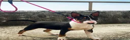 English Bull Terrier dogs for sale: Stunning KC Registered English Bullterrier Puppies - Advert 10