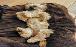 Shih Tzu dogs for sale: Imperial Shi tzu full pedigree puppy  - Image 5