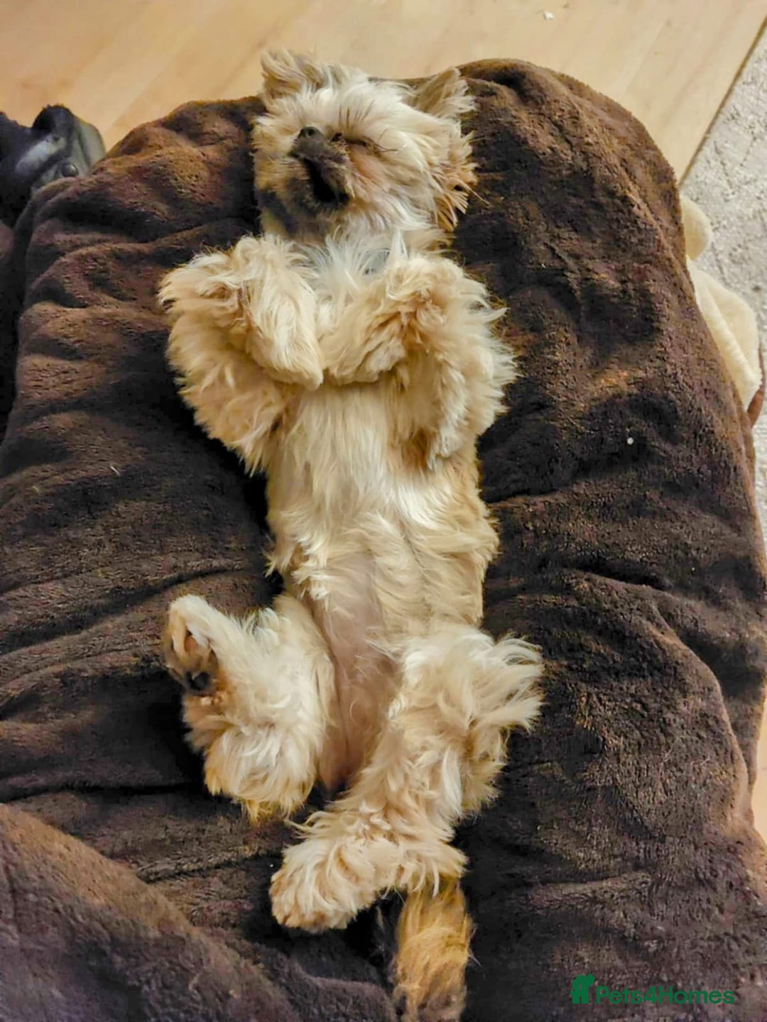 Shih Tzu dogs for sale: Imperial Shi tzu full pedigree puppy  - Image 5