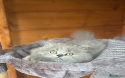 British Shorthair cats for sale: Ready For Forever Homes Soon! - Image 22