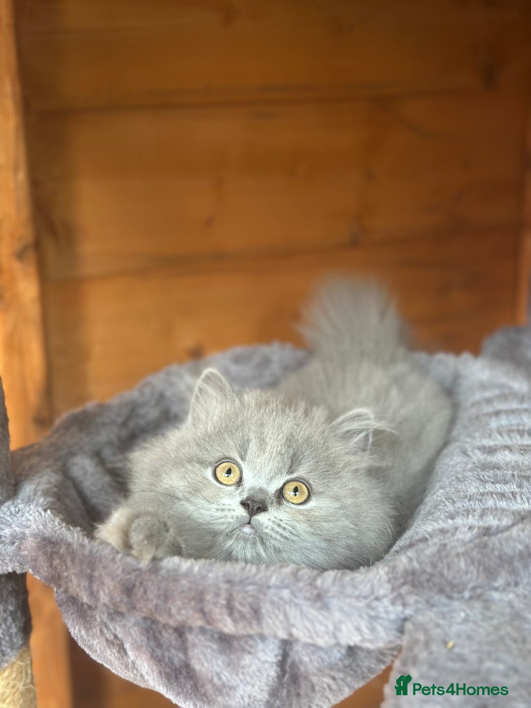 British Shorthair cats for sale: Ready For Forever Homes Soon! - Image 22