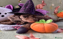 Cockapoo dogs for sale: PRA clear F1b Cockapoo puppies  - Image 14