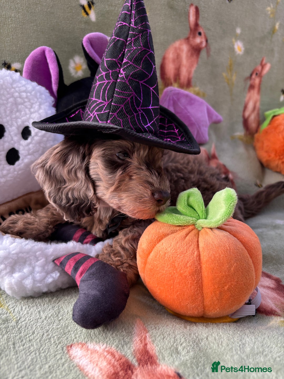 Cockapoo dogs for sale: PRA clear F1b Cockapoo puppies  - Image 14