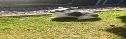 Mini Lion Lop rabbits for sale: Mini Lion Lop - Advert 10