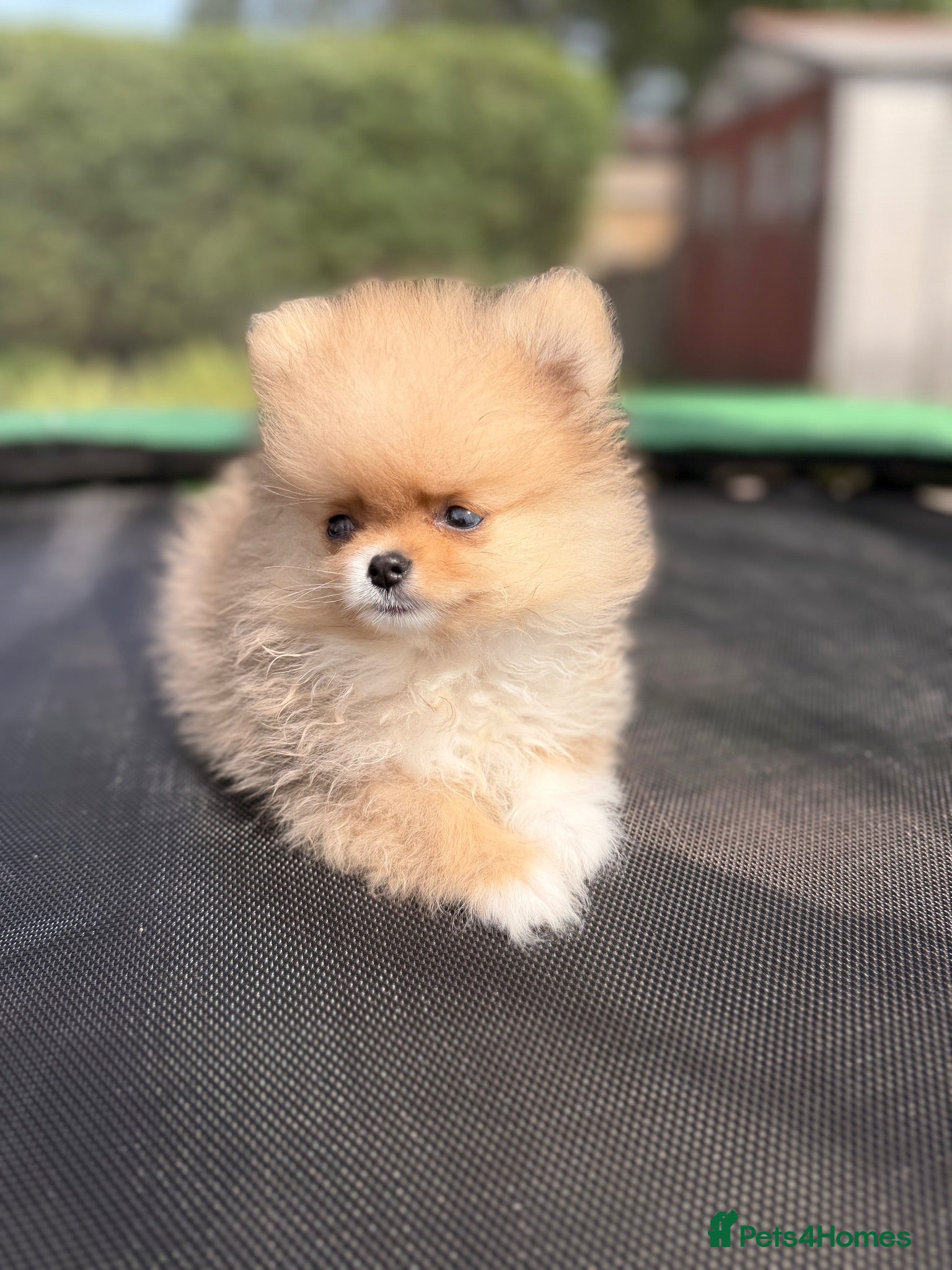 Pomeranian dogs  Super Tiny Orange Sable Boy - Advert 13