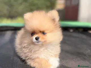 Pomeranian dogs Super Tiny Orange Sable Boy - Advert 2