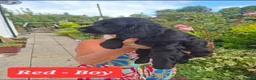 Cocker Spaniel dogs for sale: Cocker Spaniel puppies for sales - Advert 10