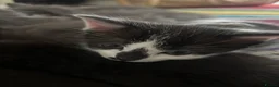 Mixed Breed cats for sale: Half ragdoll 6 kittens  - Advert 5