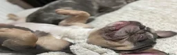 French Bulldog dogs for sale: Rehome - Advert 3