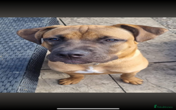 Presa Canario dogs for sale: Pressa canerio pup  - Image 2