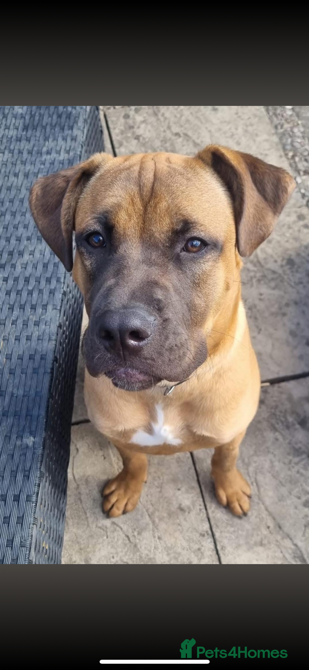 Presa Canario dogs for sale: Pressa canerio pup  - Image 2
