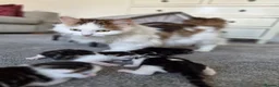 Mixed Breed cats for sale: Kittens looking for a family - Advert 9