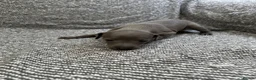 Italian Greyhound dogs for sale: Beautiful Italian greyhounds - Advert 7