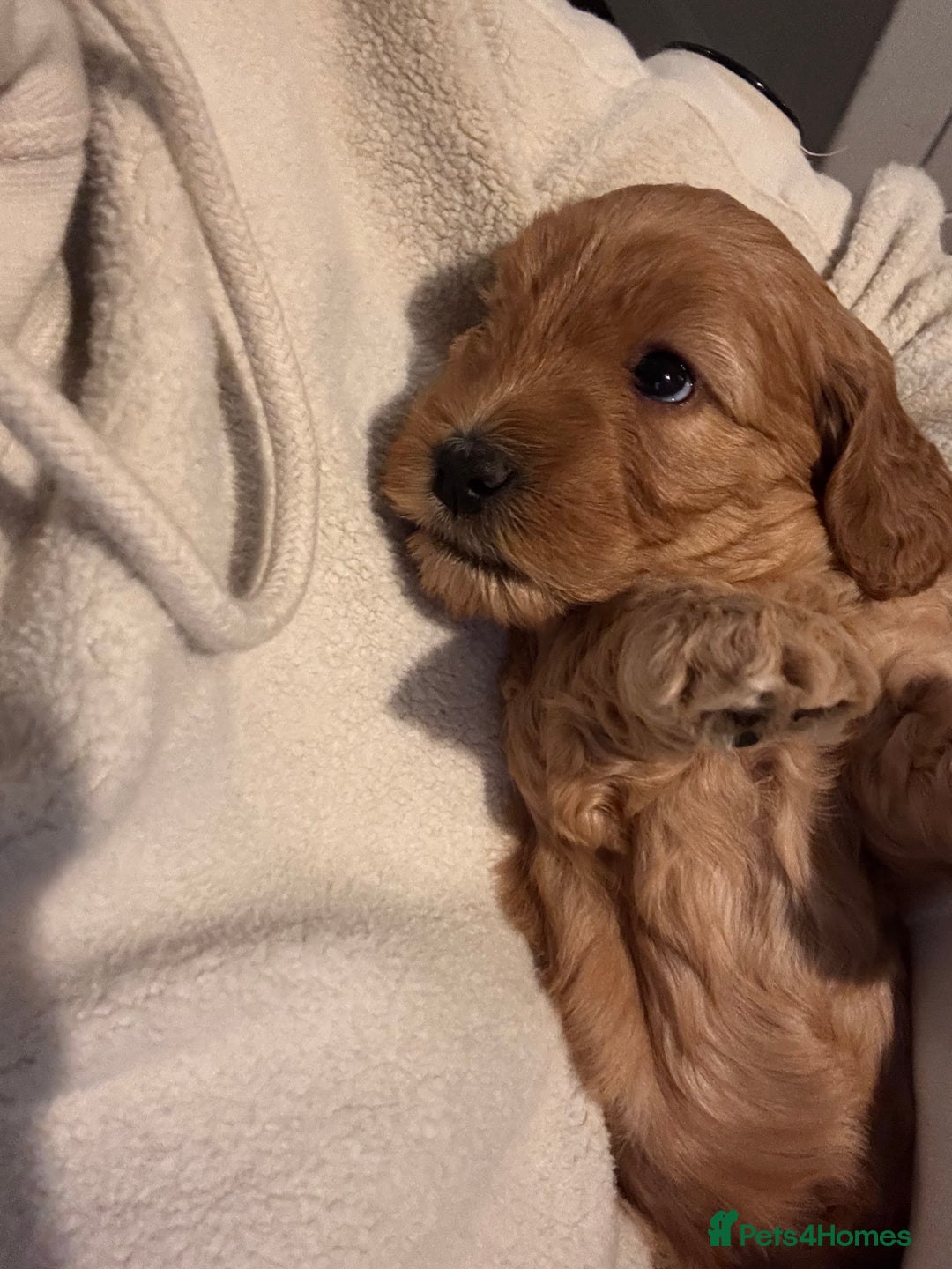 Cockapoo dogs for sale: Red Cockapoo girls Fb2 ready 12/1/26 - Advert 13